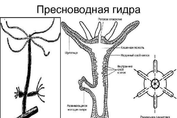 Kraken зеркало даркнет